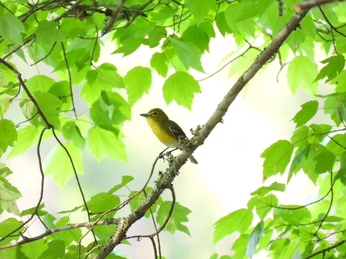 Yellow-throated Vireo - ML491217331