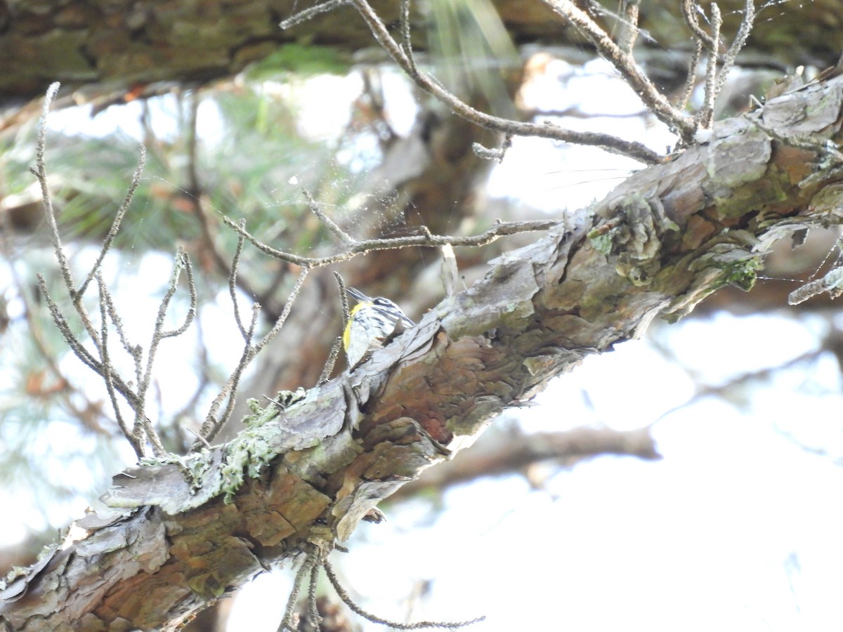 Yellow-throated Warbler - ML491217371