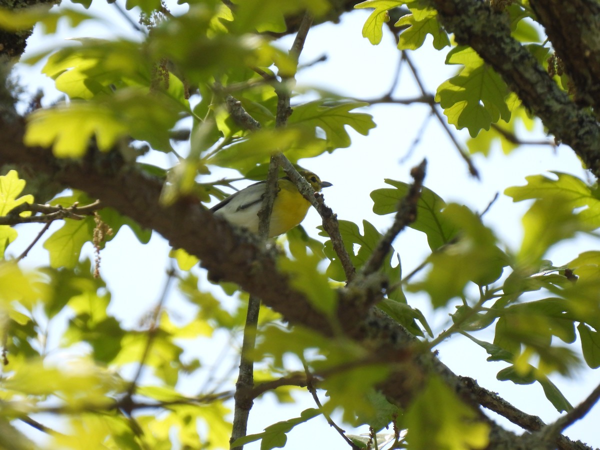 Yellow-throated Vireo - ML491219141