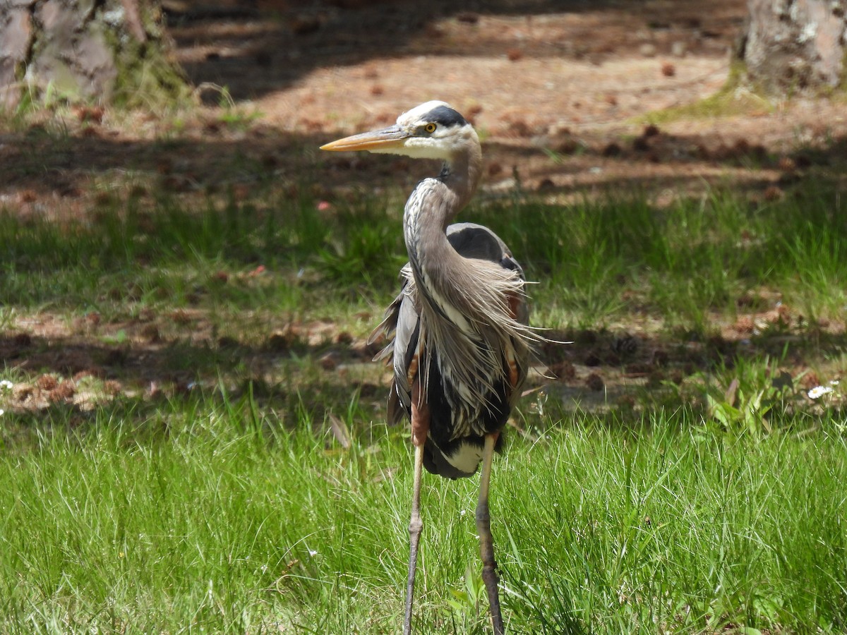 Great Blue Heron - ML491219301