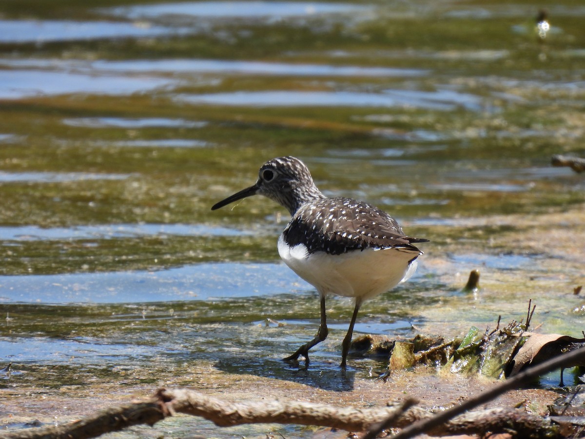 Solitary Sandpiper - Paige Richardson