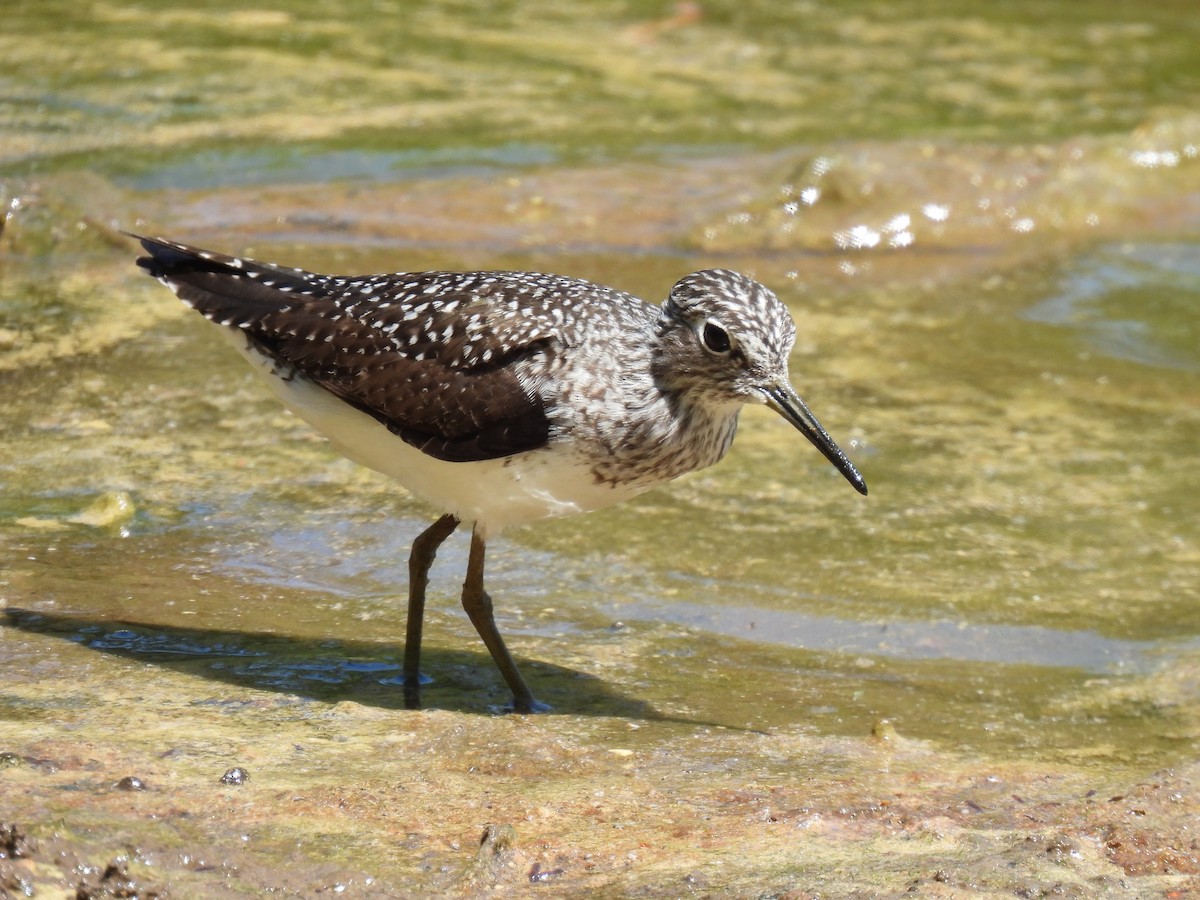 Solitary Sandpiper - ML491219561