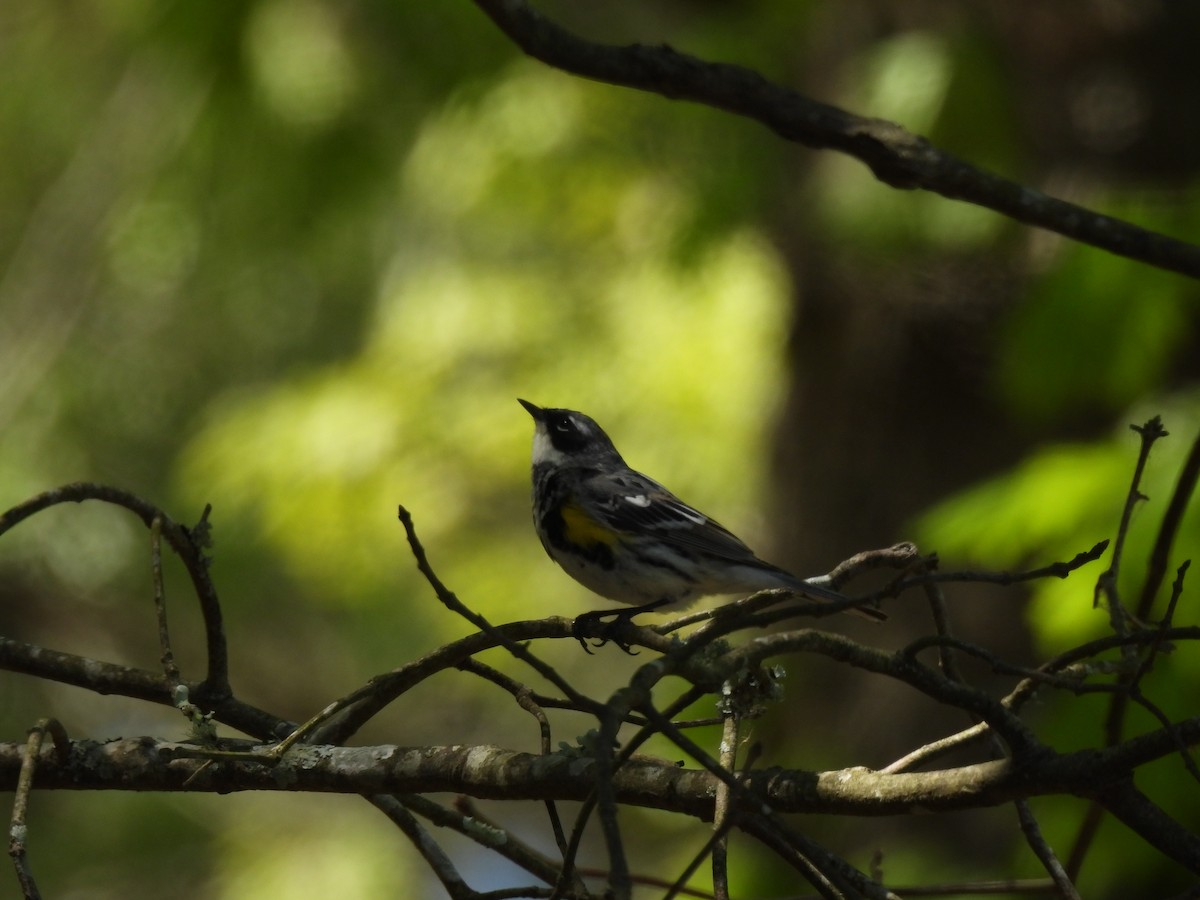 Yellow-rumped Warbler (Myrtle) - ML491219641