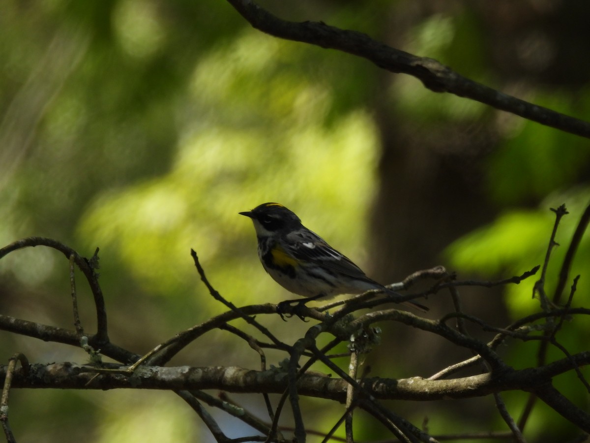 lesňáček žlutoskvrnný (ssp. coronata) - ML491219651