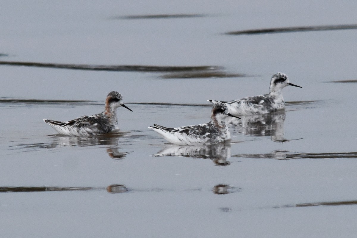 Red-necked Phalarope - Geoffrey Groom