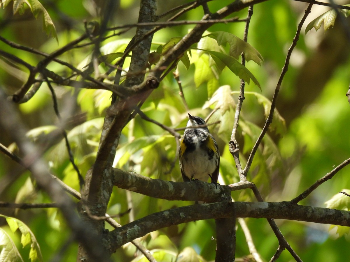 lesňáček žlutoskvrnný (ssp. coronata) - ML491219771