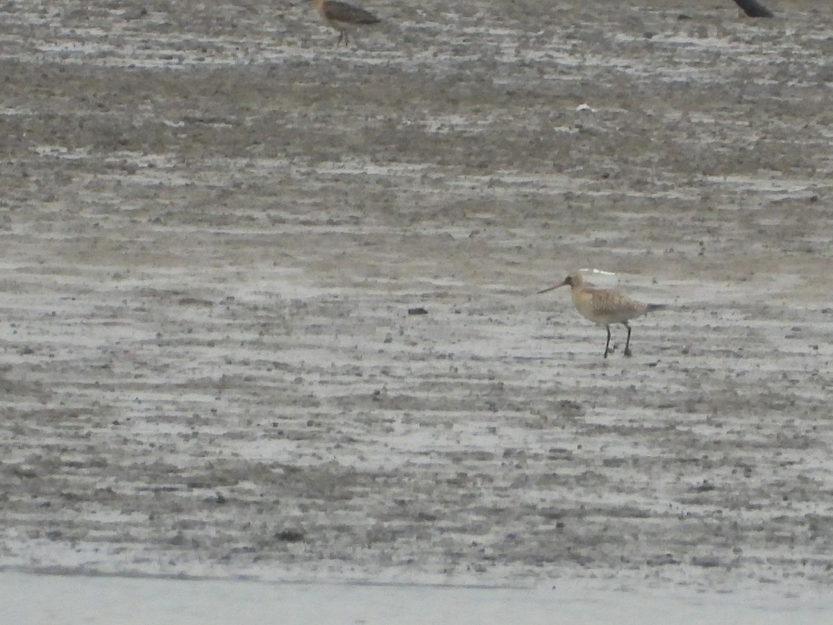 Bar-tailed Godwit - ML491219881