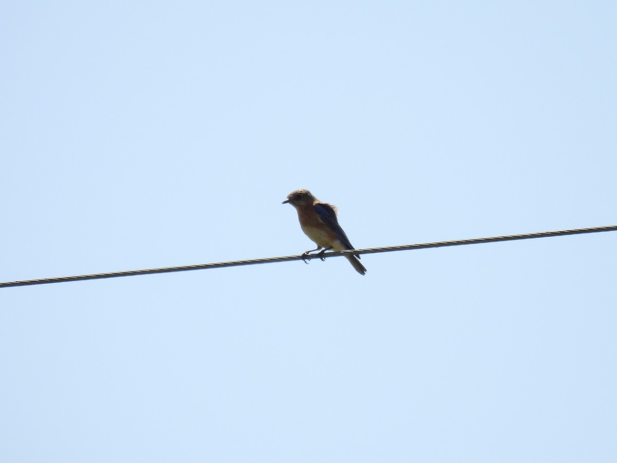 Eastern Bluebird - ML491220521