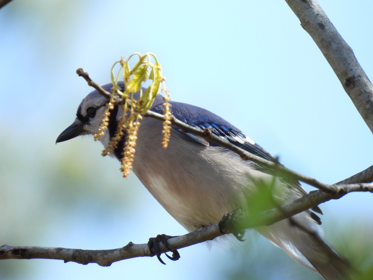 Blue Jay - ML491220811