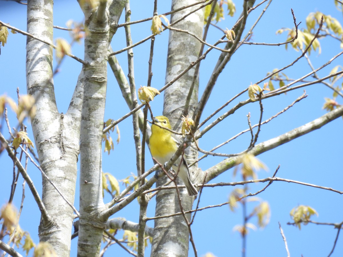 Yellow-throated Vireo - Paige Richardson