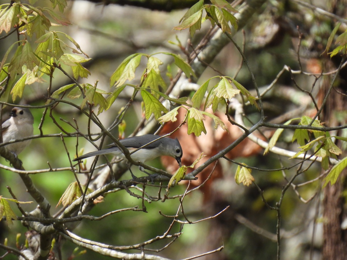 Tufted Titmouse - Paige Richardson