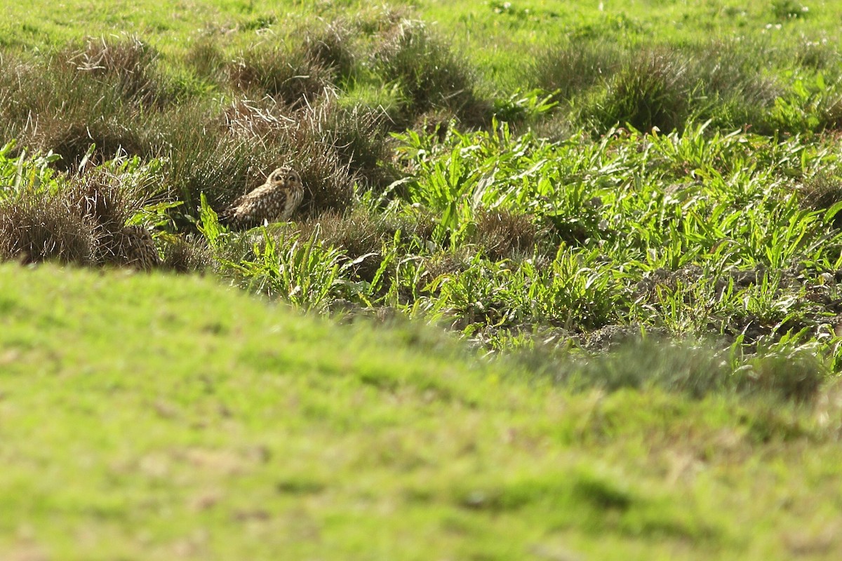 Short-eared Owl (Northern) - ML491221211