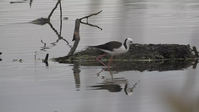 Pied Stilt - ML491221351