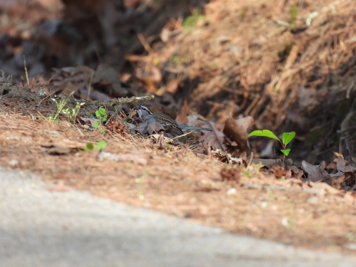 Chipping Sparrow - ML491222901