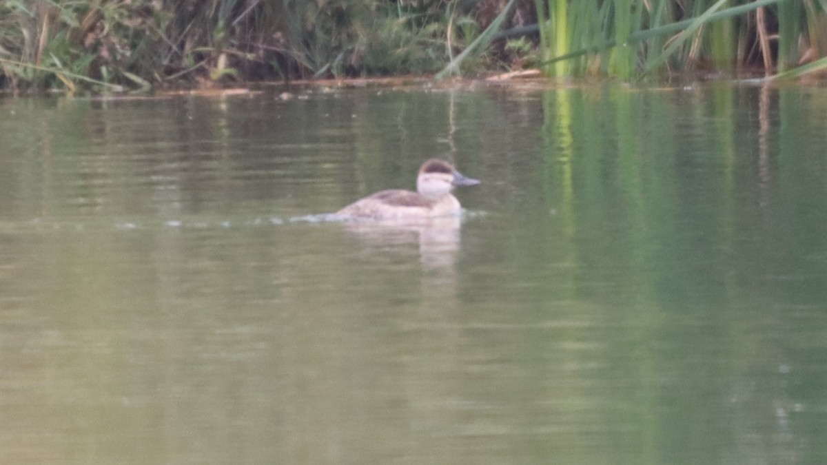 Ruddy Duck - ML491223441