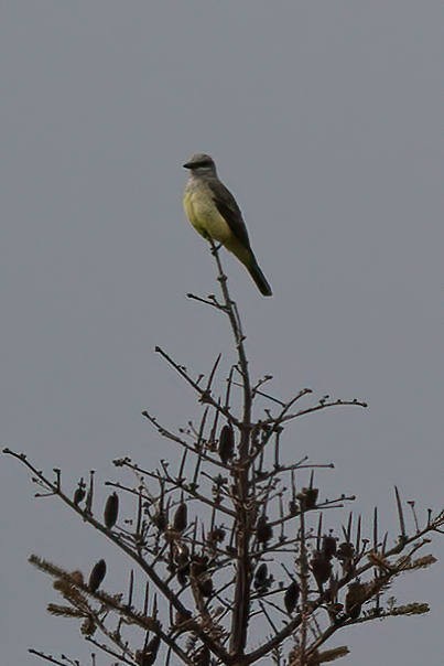 Western Kingbird - ML491223641