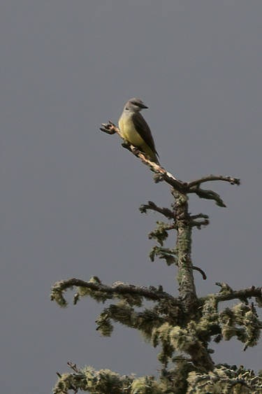 Western Kingbird - ML491223651