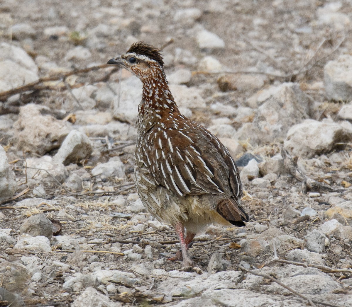 Crested Francolin - ML491223681