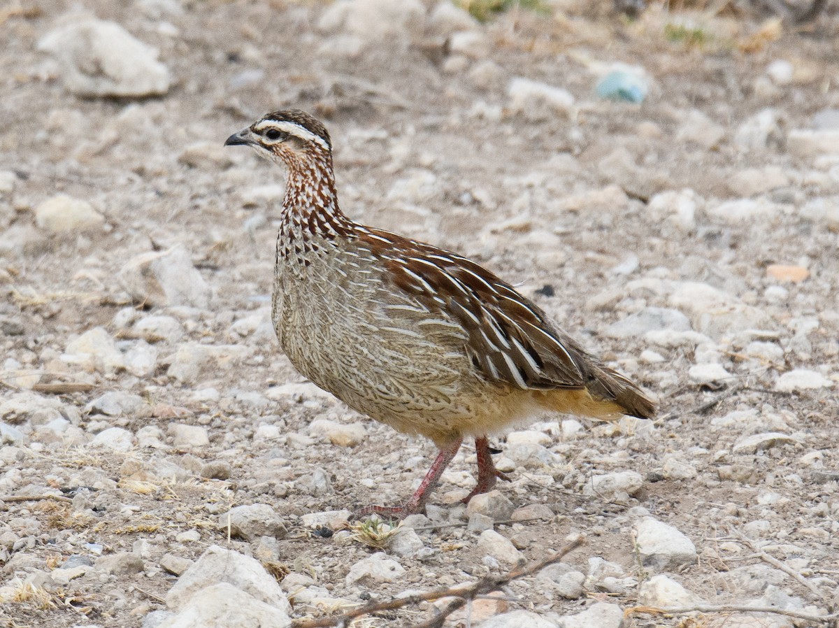 Crested Francolin - ML491223691