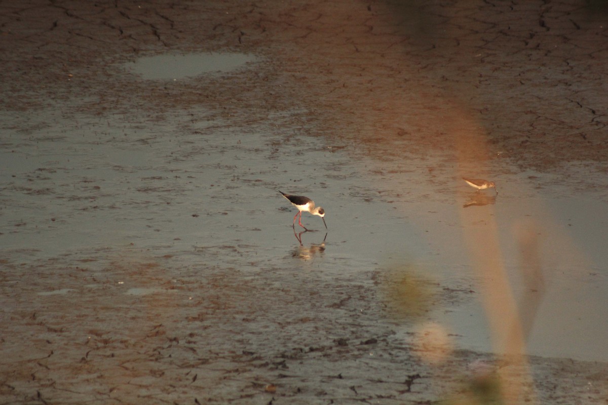 Black-winged Stilt - ML49122381