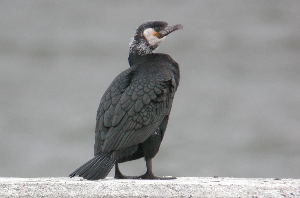 Japanese Cormorant - William Hull