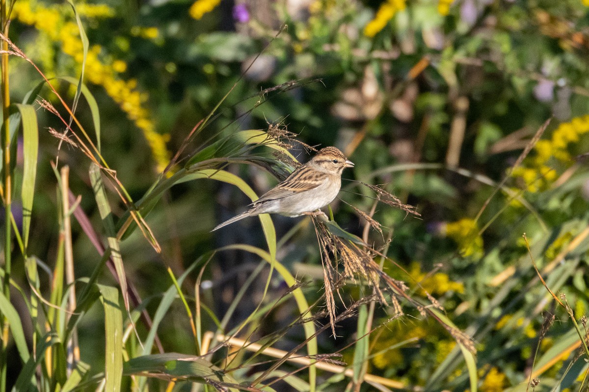 Chipping Sparrow - ML491224891
