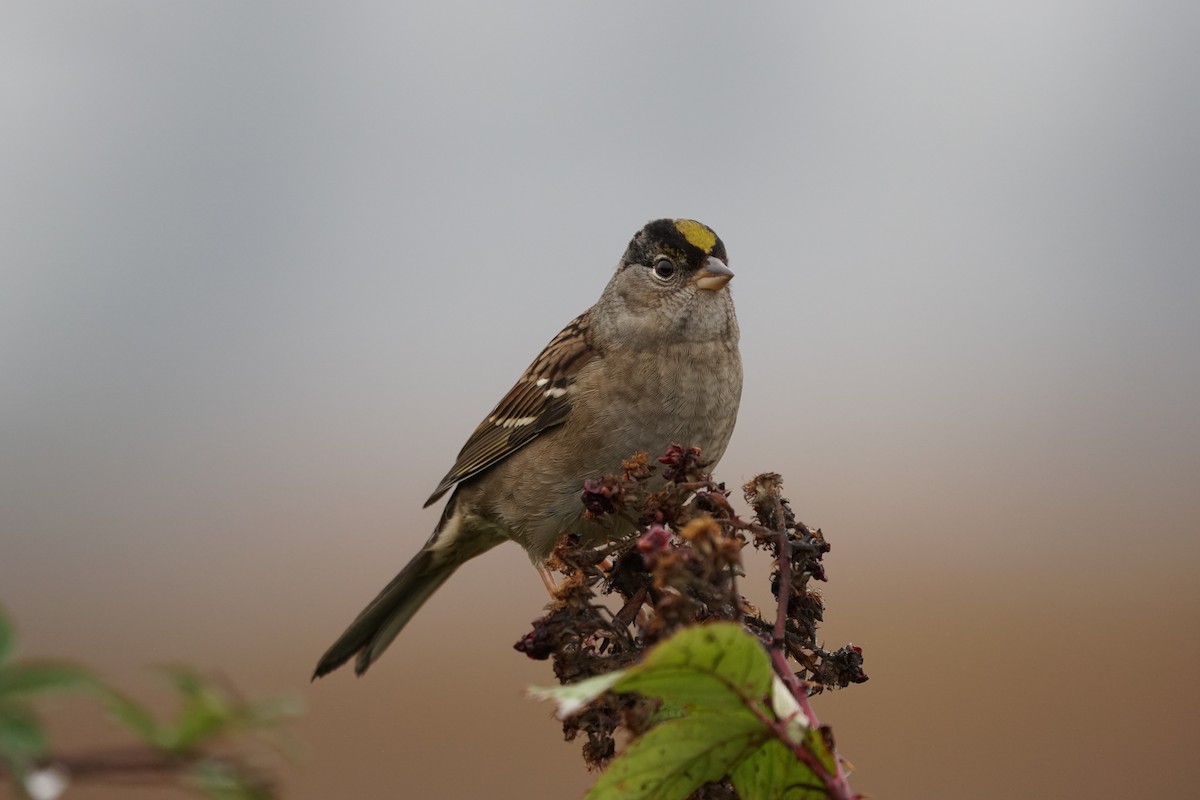 Golden-crowned Sparrow - ML491225381