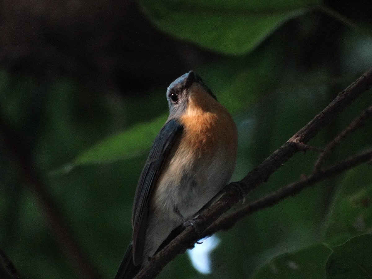 Tickell's Blue Flycatcher - ML49122551