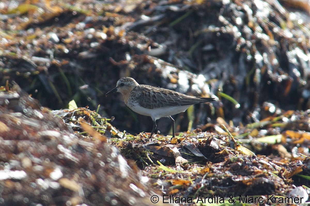 Bécasseau à col roux - ML49122701