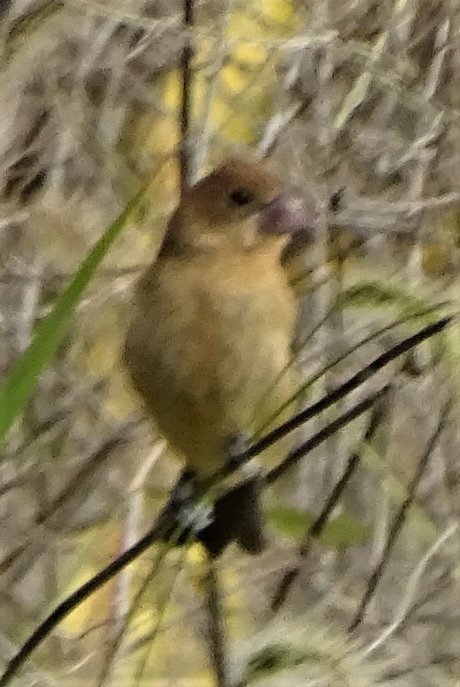 Blue Grosbeak - ML491228591