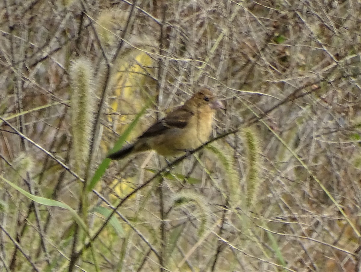 Blue Grosbeak - ML491228661