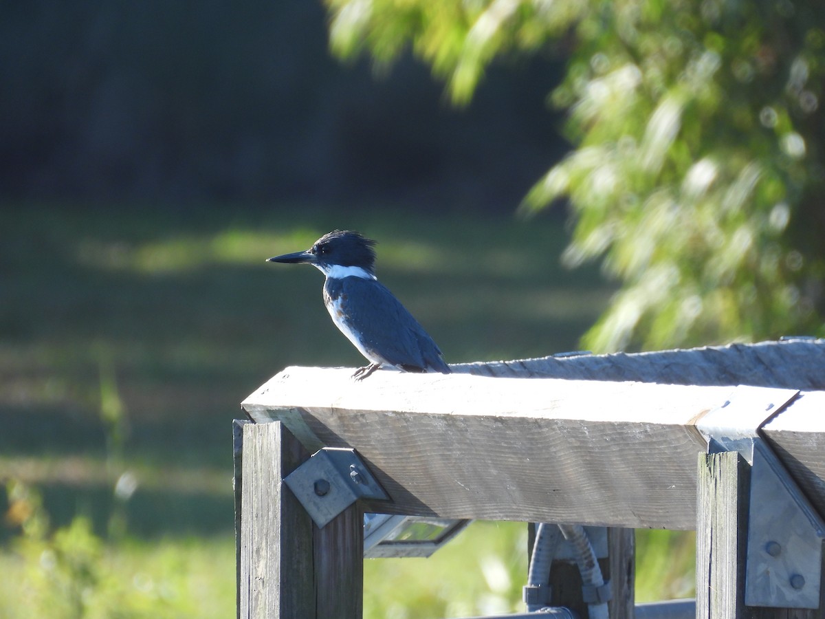 Belted Kingfisher - ML491229801
