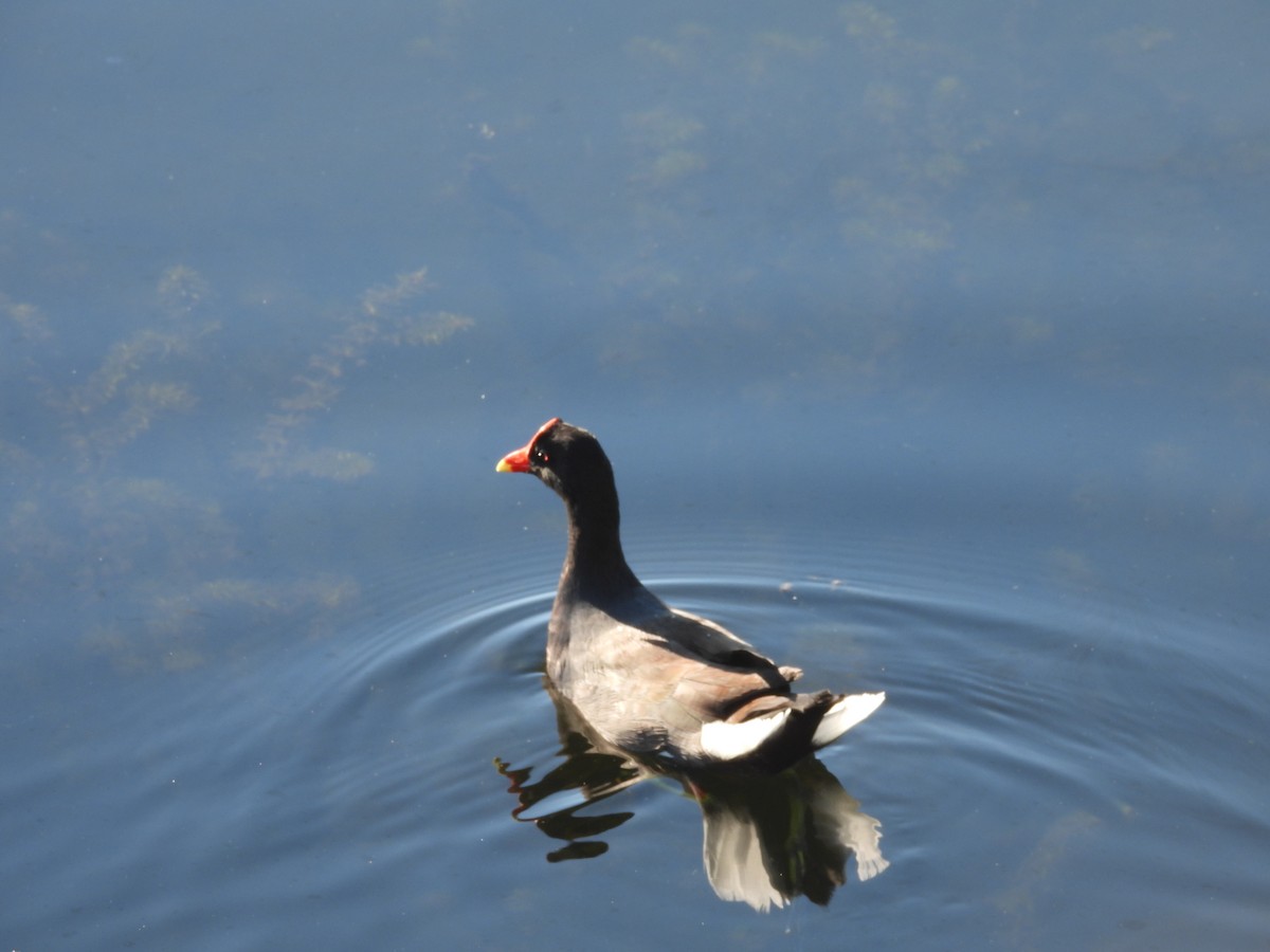 Common Gallinule - ML491229911