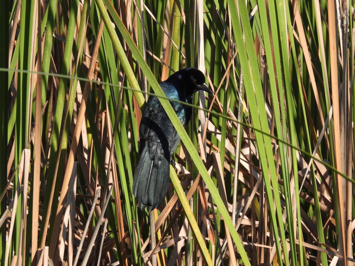 Boat-tailed Grackle - John  Paalvast