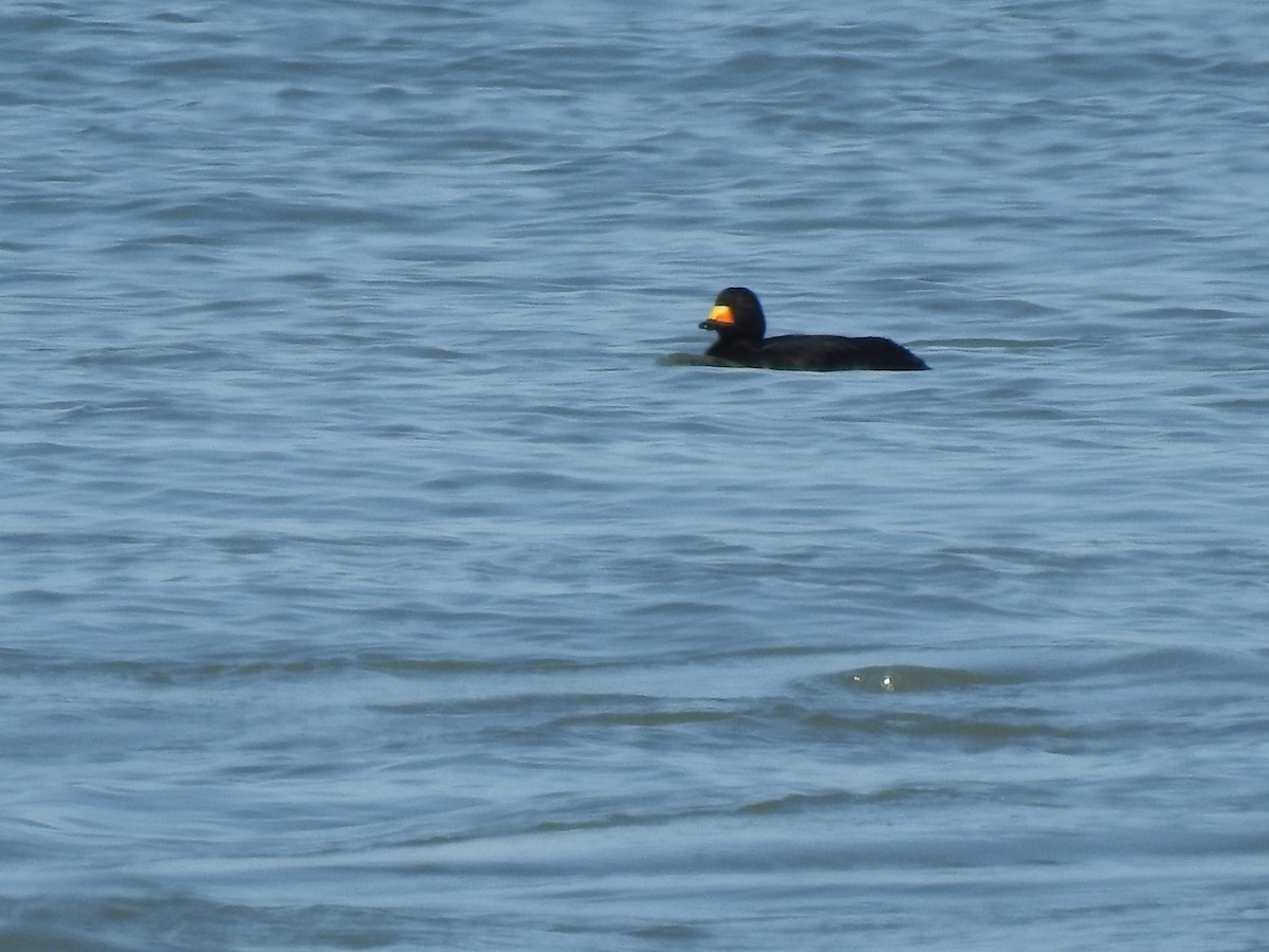 Black Scoter - ML491230371