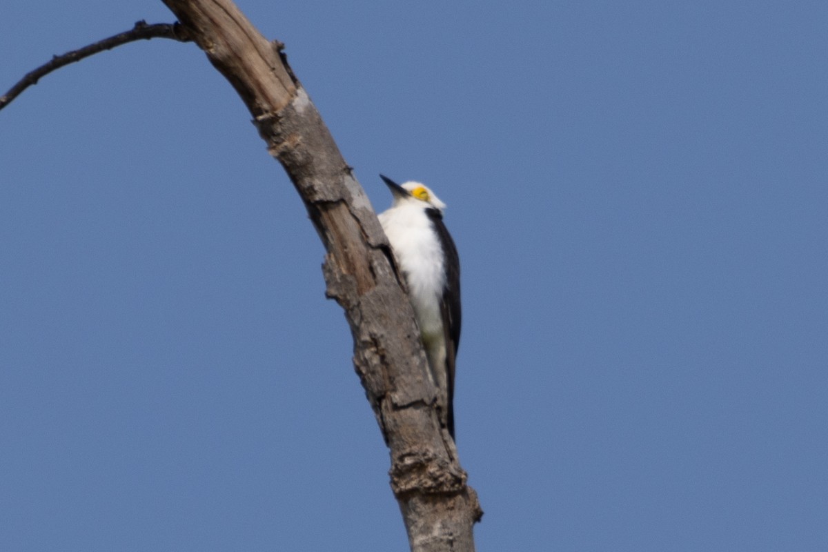 White Woodpecker - ML491230591