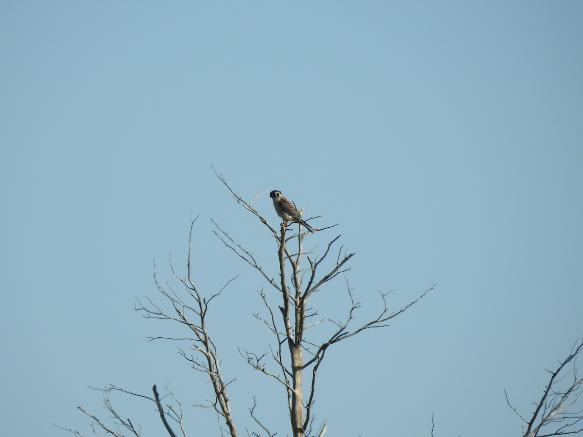 American Kestrel - ML491232401