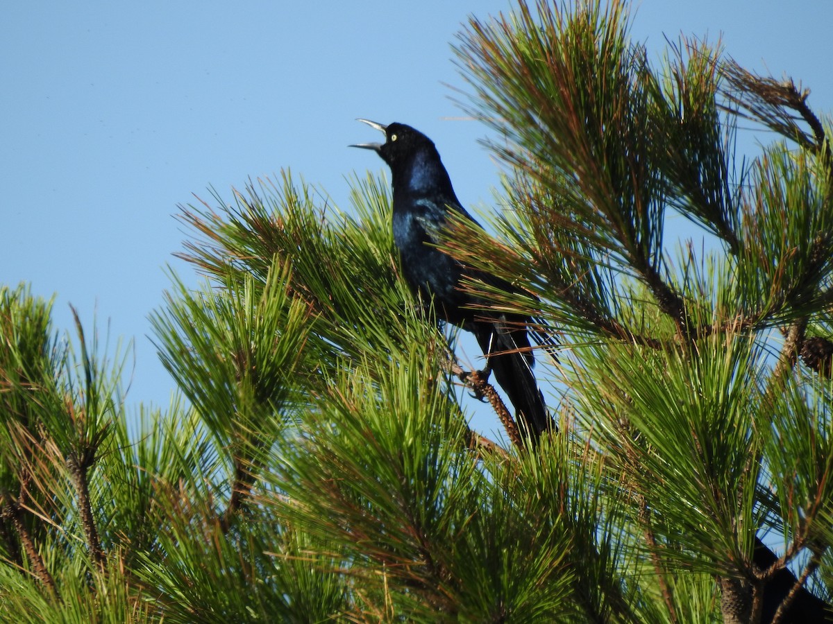 Boat-tailed Grackle - peggy clapp