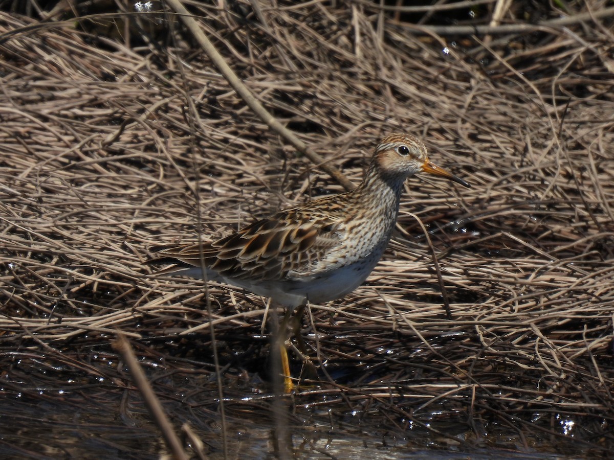 Pectoral Sandpiper - ML491232751