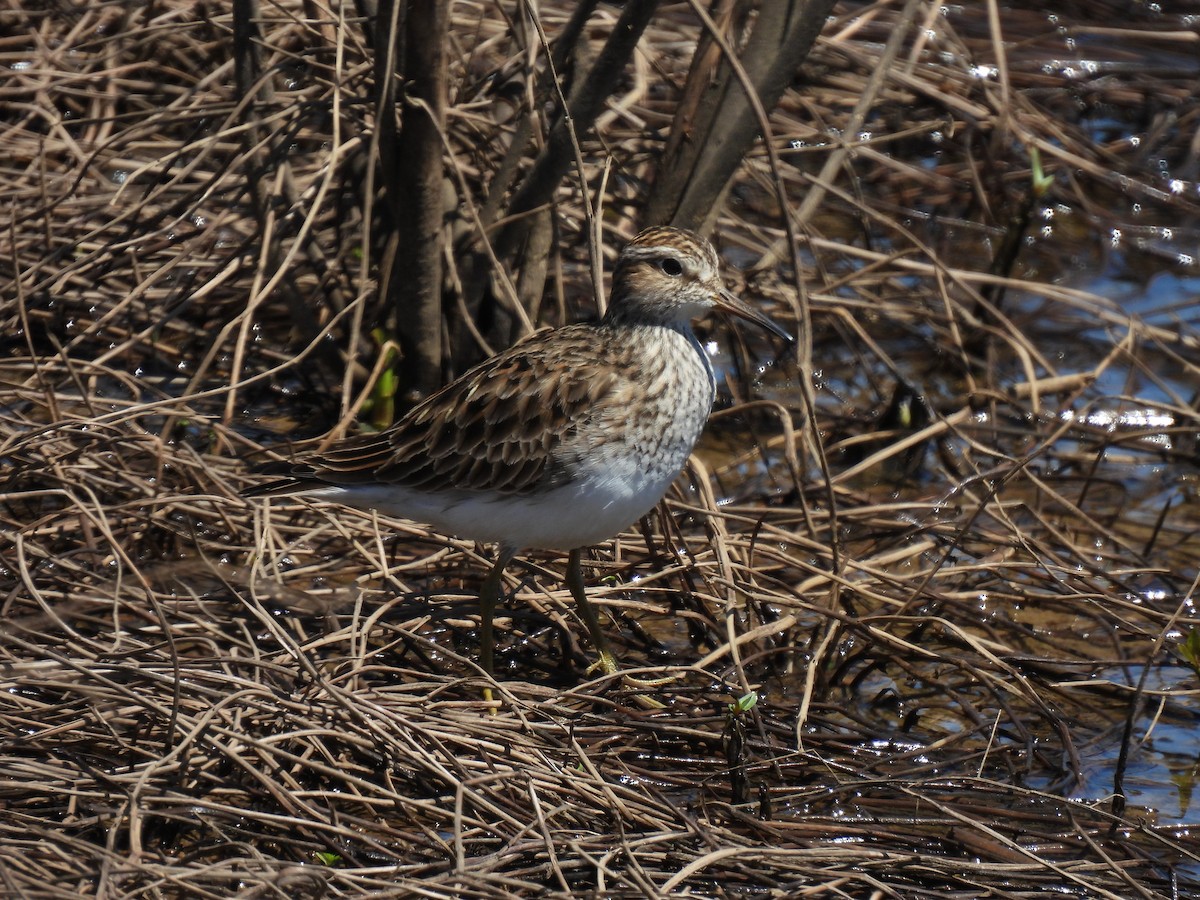 Pectoral Sandpiper - ML491232971