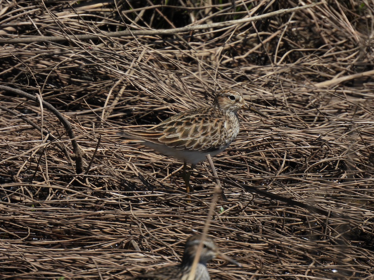 Pectoral Sandpiper - ML491233041