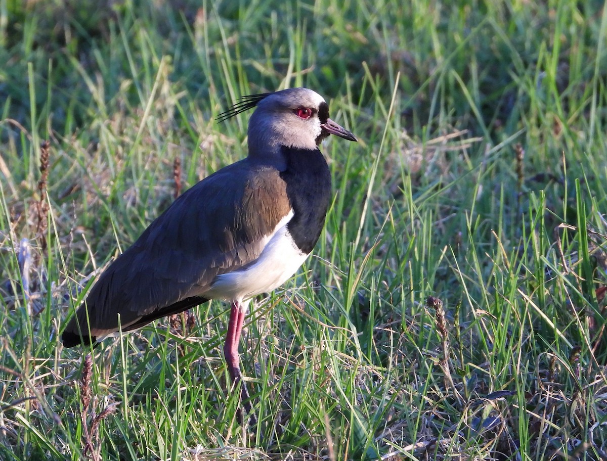 Southern Lapwing - ML491233091