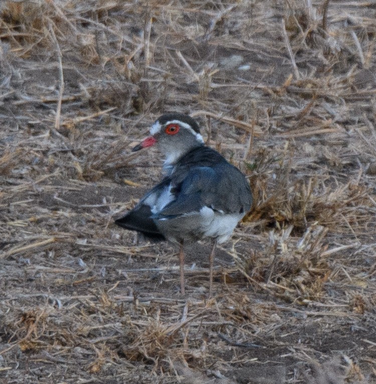 Three-banded Plover - ML491234251