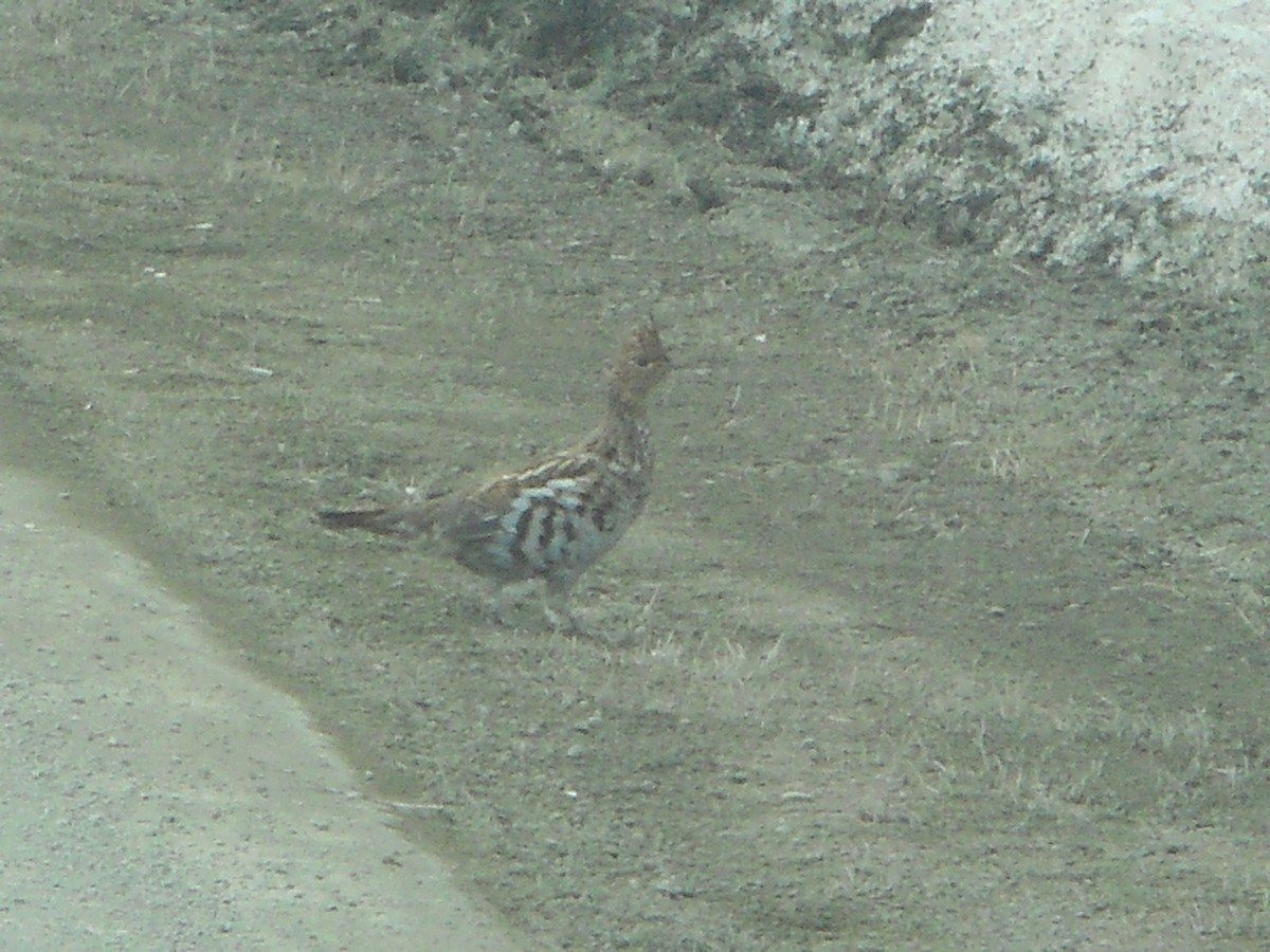 Ruffed Grouse - ML49123631