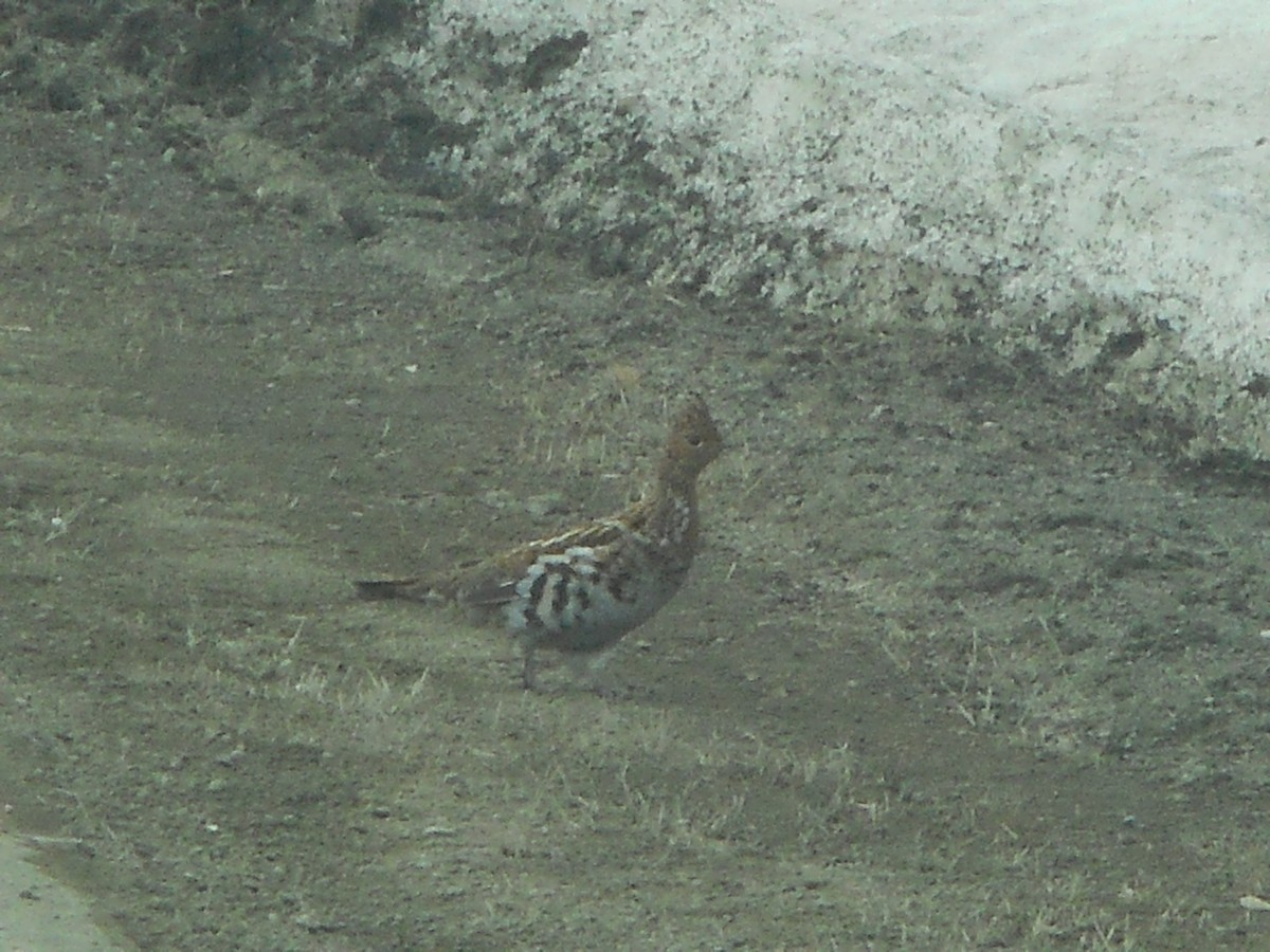 Ruffed Grouse - ML49123641