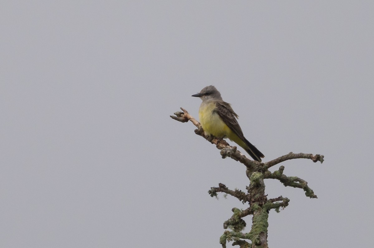 Western Kingbird - Jason Dain