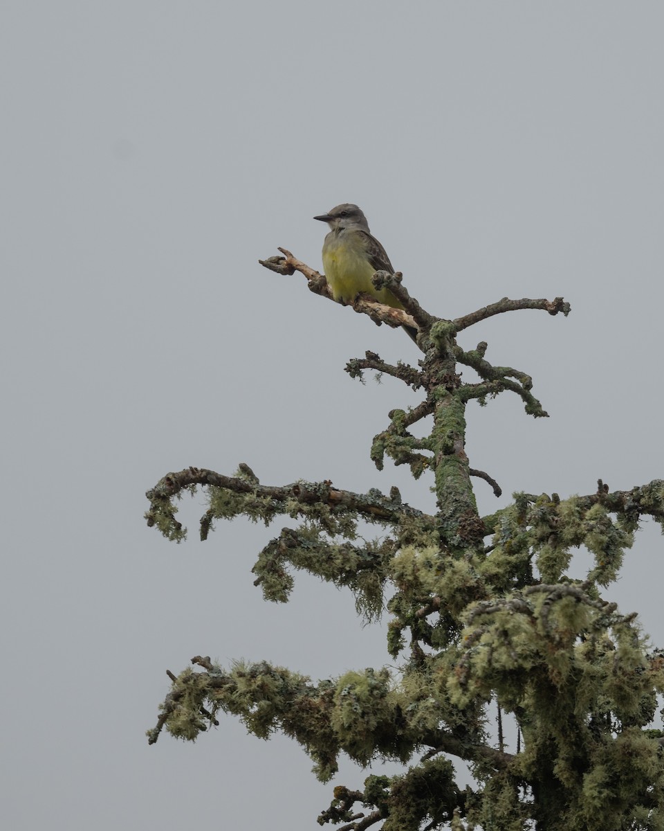 Western Kingbird - Jason Dain