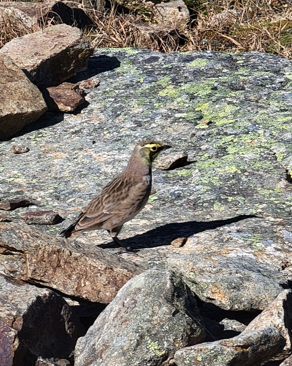 Horned Lark - ML491237831