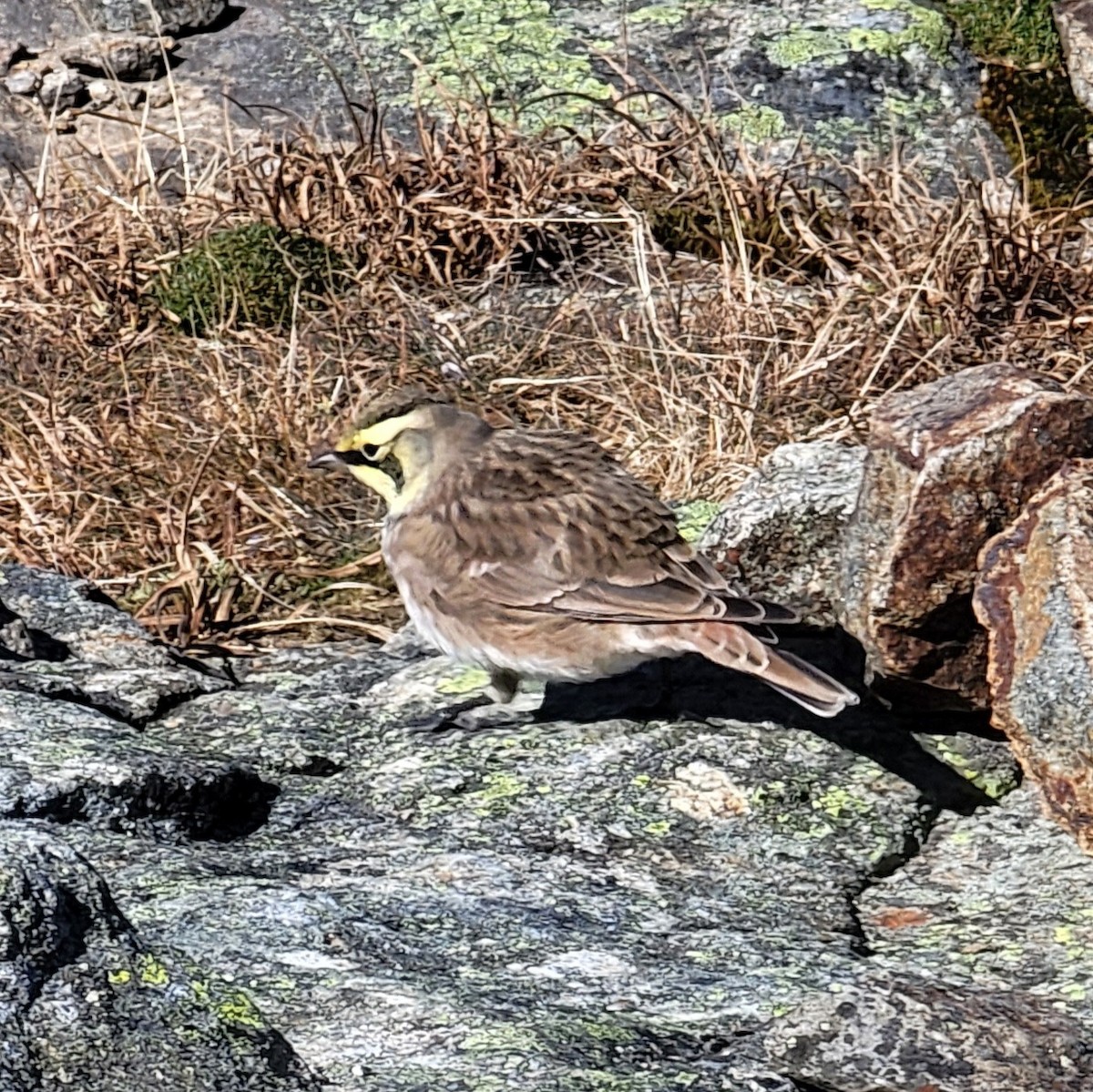 Horned Lark - ML491237841