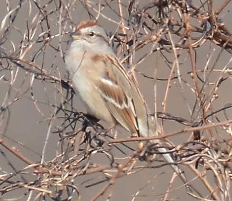 American Tree Sparrow - ML49123831
